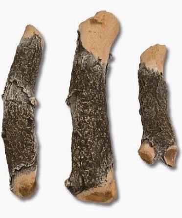 Grand Canyon Arizona Weathered Oak Charred Twig Set